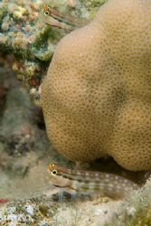 A pair of Nalolo blennies. S2 pro, 
60mm. by Derek Haslam 